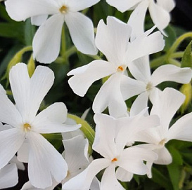 Флокс шиловидный 'Калвидез Уайт'