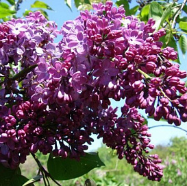 Сирень обыкновенная 'Рум фон Хорстенштайн' (пурпурно - голубая)