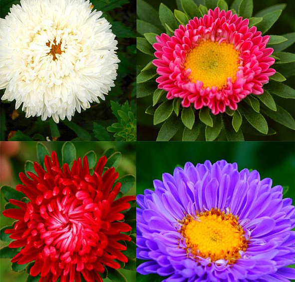 Астра китайская Старлайт Мишанг (Starlight Mischung)