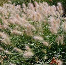 Пеннисетум (перистощетинник)