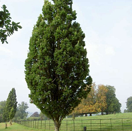 Дуб черешчатый 'Фастигиата'