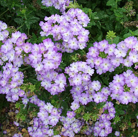 Вербена гибридная компактная 'Тускани Лавенде Пикоти' (лавандовая)