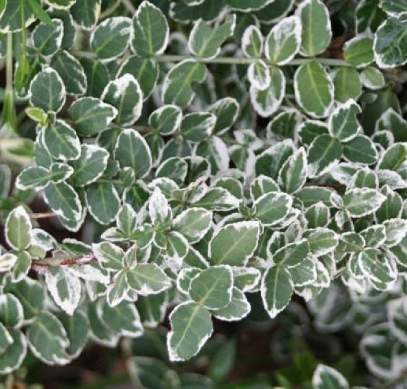 Бересклет Форчуна 'Эмеральд Гаити'