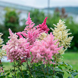 Астильба Арендса 'Рапсоди' микс