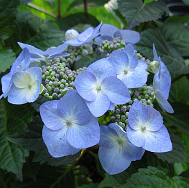 Гортензия крупнолистная 'Твист энд шаут Блу'