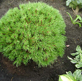 Сосна горная 'Бенжамин'