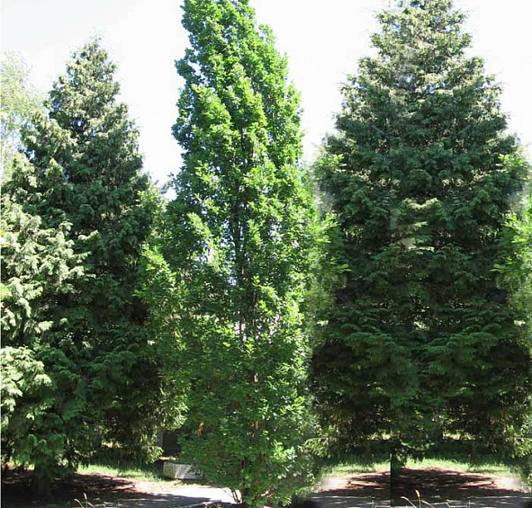 Дуб черешчатый 'Фастигиата'