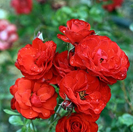 Роза 'Файер Кинг' (флорибунда) (красная)