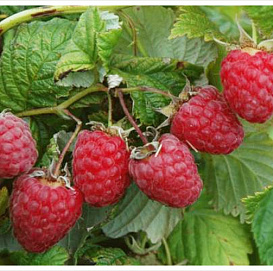 Малина 'Киржач'