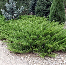 Можжевельник казацкий 'Аркадия'