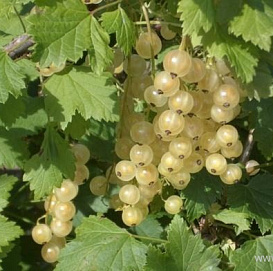 Смородина белая