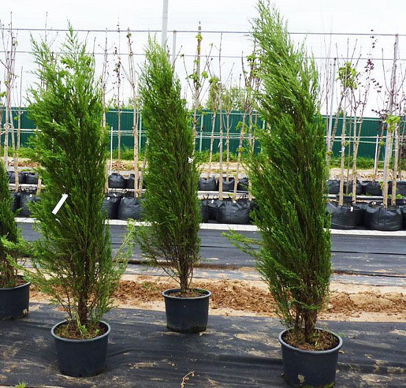 Можжевельник скальный 'Блу Арроу'