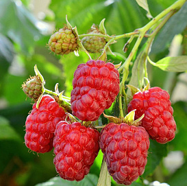 Малина 'Столичная'