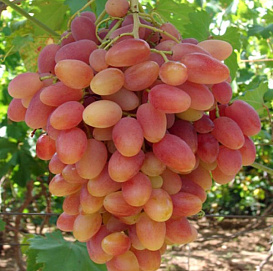 Виноград 'Юбилей Кострикина'