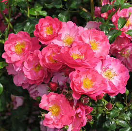 Роза 'Хотлайн' (почвопокровная) (розовая)