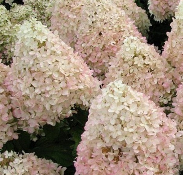 Гортензия метельчатая 'Меджикал Свит Саммер'