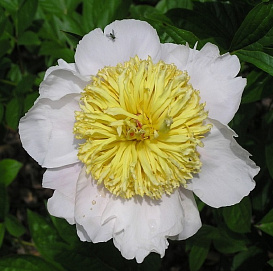 Пион молочноцветковый 'Мун оф Нииппон'