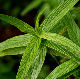 Мята длиннолистная