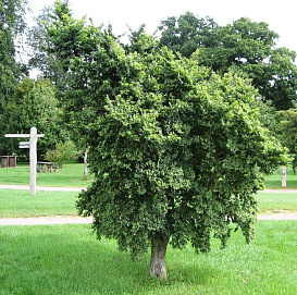 Вяз малый 'Жаклин Хиллер'