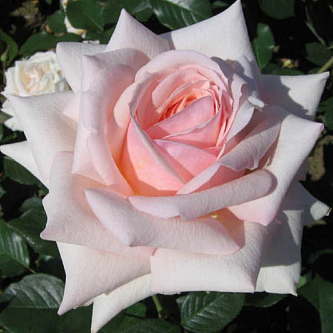 Роза 'Барбарос' (чайно-гибридная, миниатюрная) (белая с кремовым)