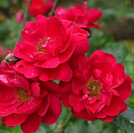 Роза 'Генри Келси' (плетистая) (красная)