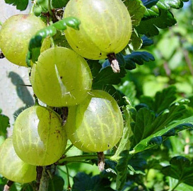 Крыжовник 'Финский'