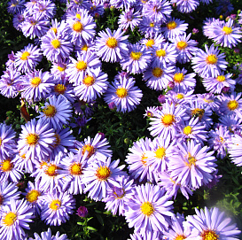 Астра кустовая 'Профессор Антон Киппенберг'