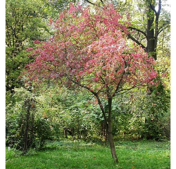 Бересклет европейский