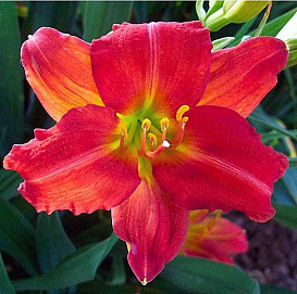 Лилейник гибридный 'Ред Рам'