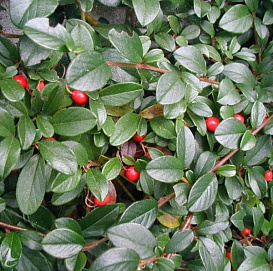 Кизильник Даммера 'Майор'