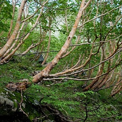 Береза Эрмана