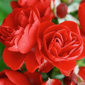 Роза 'Сорренто' (почвопокровная)(красная)