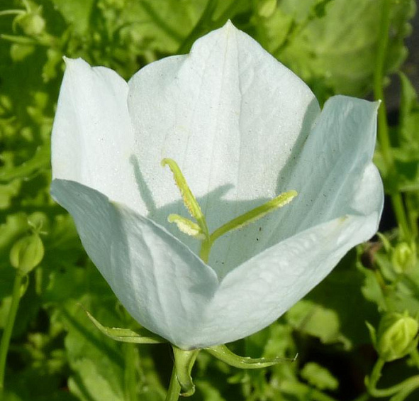 Колокольчик карпатский белый