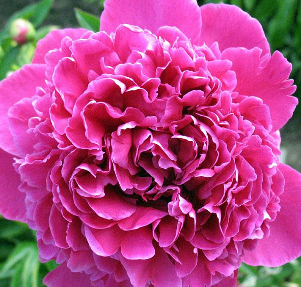 Пион молочноцветковый 'Феликс Крауссе' (малиновый)