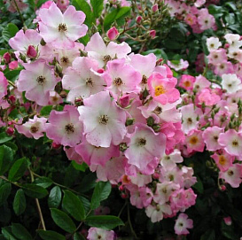 Роза 'Балерина' (почвопокровная, мускусная) (розовая)