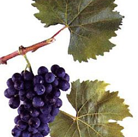 Виноград 'Память Домбковской'