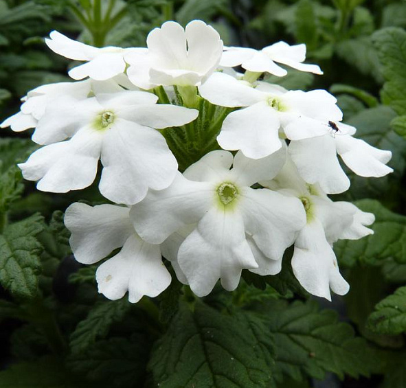 Вербена гибридная Кварц Ред виз Ай (Quartz Red with Eye)