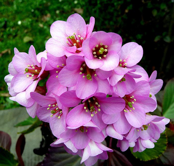 Бадан сердцелистный