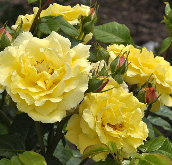 Роза Лихткёнигин Лючия (Lichtkönigin Lucia)