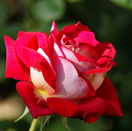 Роза 'Моника Белуччи' (чайно-гибридная) (бело - красная)
