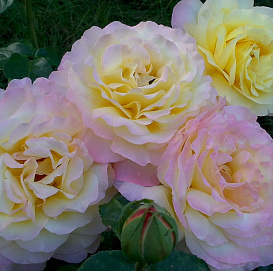 Роза 'Глория Дей' (чайно-гибридная) (желтая с розовым)