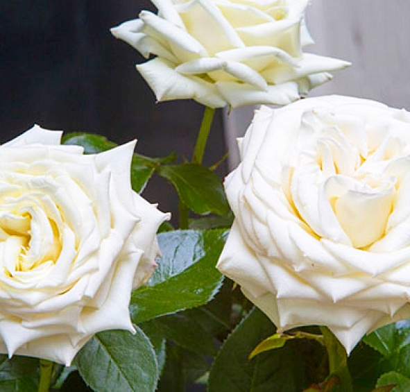 Роза 'Айл оф Уайт' (чайно-гибридная) (белая)