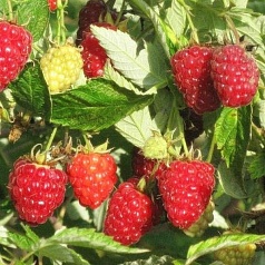 Малина 'Исполин'