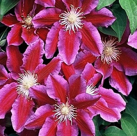 Клематис крупноцветковый 'Ханиа'