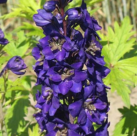 Дельфиниум 'Джаинт Блэк'