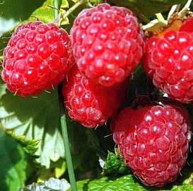 Малина 'Бирюсинка'