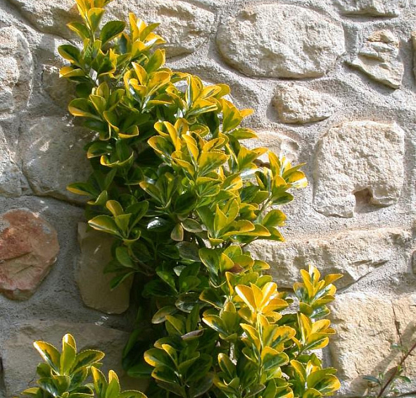 Бересклет Форчуна 'Эмеральд Голд'