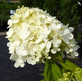 Гортензия метельчатая 'Грандифлора'