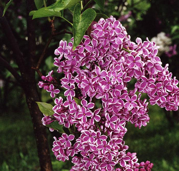 Сирень обыкновенная 'Сенсация' (фиолетово - белая)