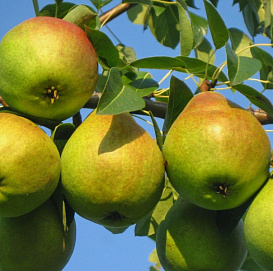 Груша 'Любимица Клаппа'